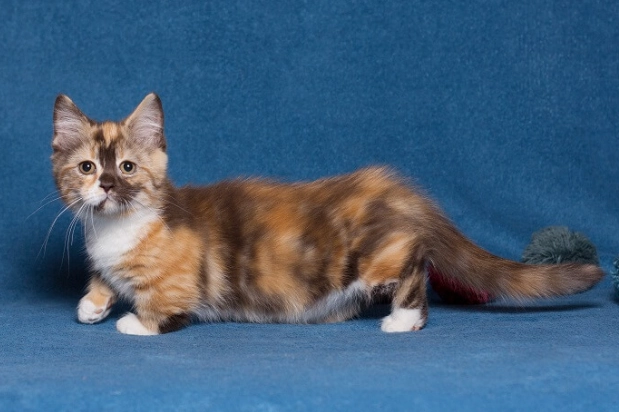 munchkin cat care