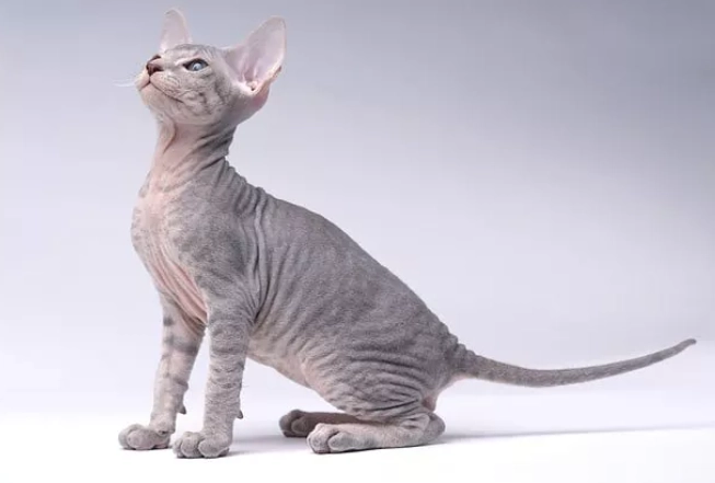 hairless cat care