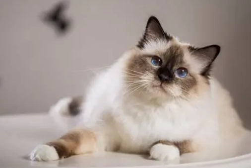 Birman cat personality
