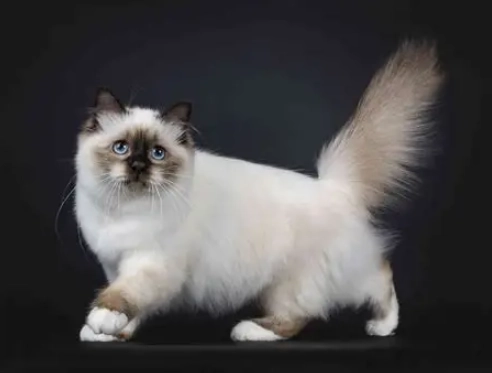 Birman cat care