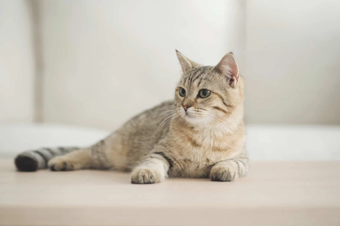 how long do tabby cats live