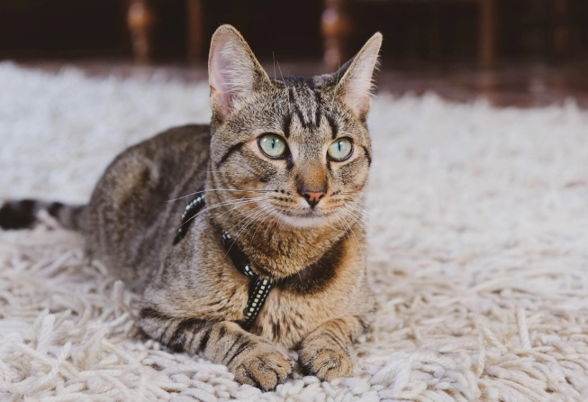 how long do tabby cats live