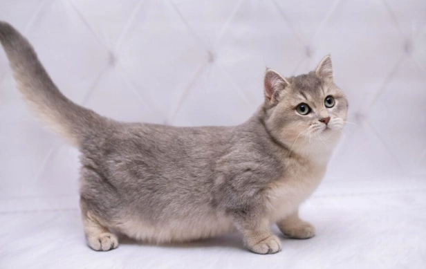 munchkin cat care