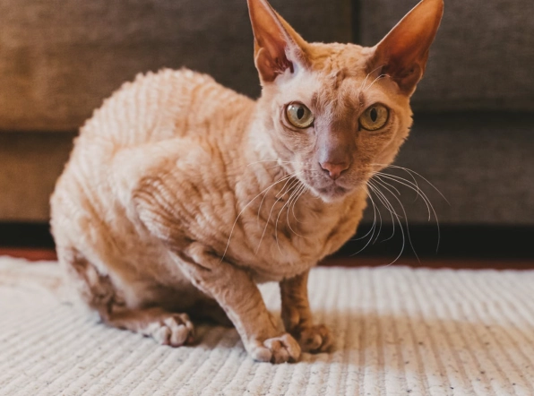 hairless cat care