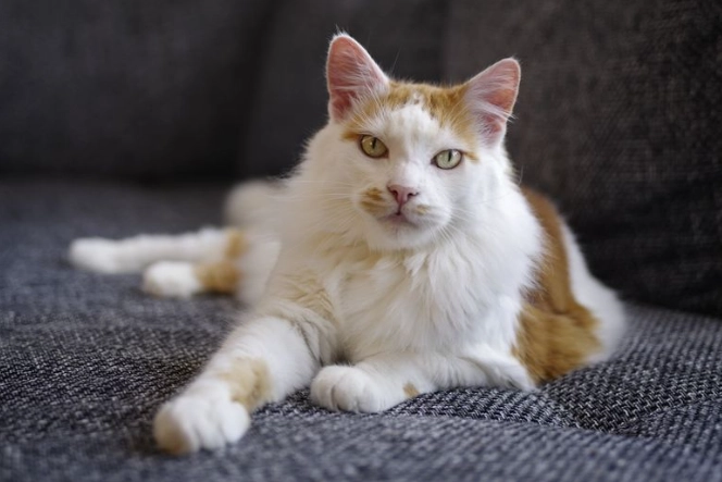 Turkish Van cat characteristics