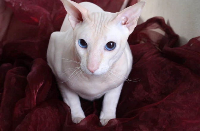 Peterbald cat personality