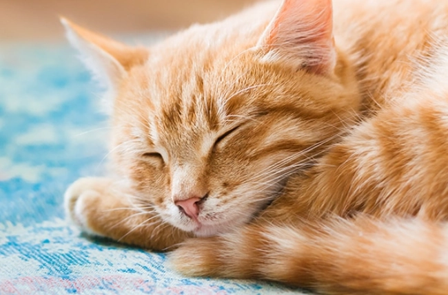 orange tabby personality