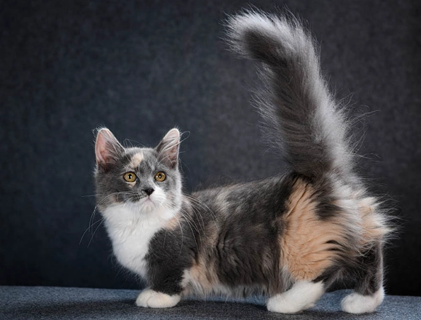 munchkin cat care