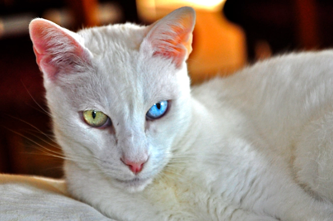 Turkish Van vs Turkish Angora