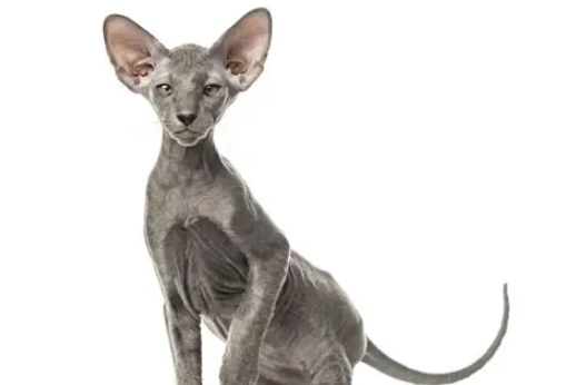 Peterbald cat breed