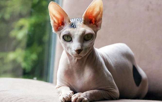 hairless cat care