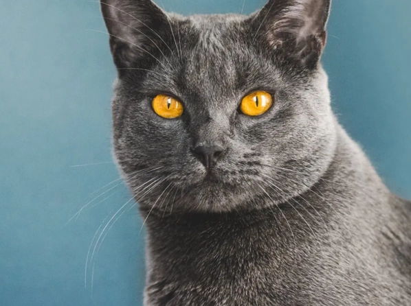 Chartreux cat personality