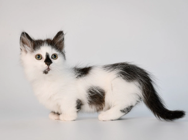 munchkin cat breed