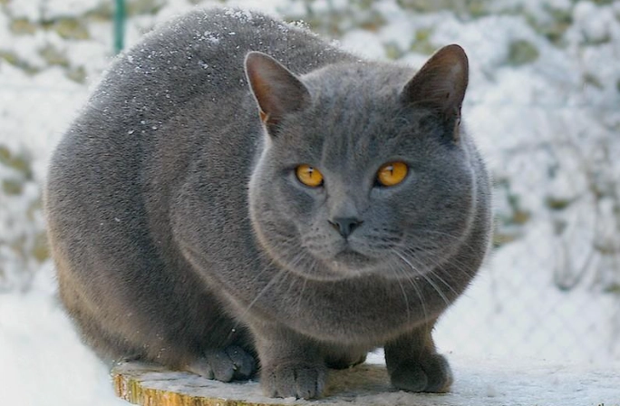 Chartreux cat