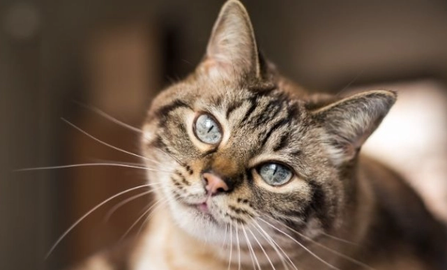 tabby cat life expectancy