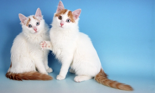 Turkish Van cat price