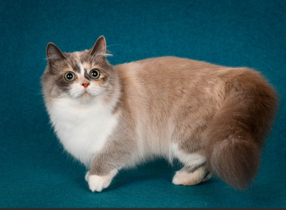 munchkin cat breed