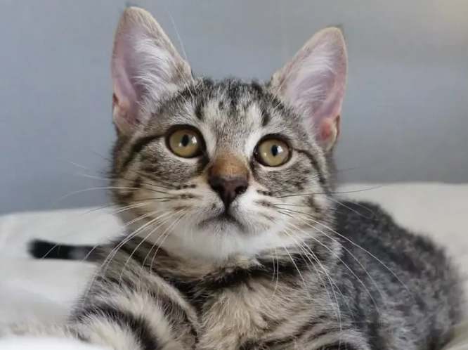 why are tabby cats special why are tabby cats special