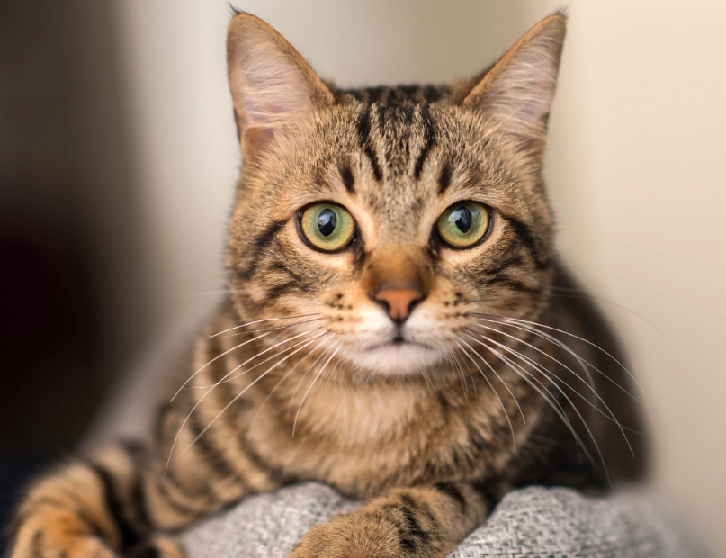 tabby cat personality traits