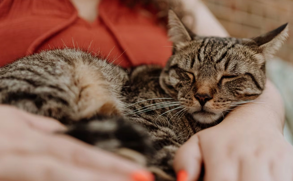 tabby cat personality