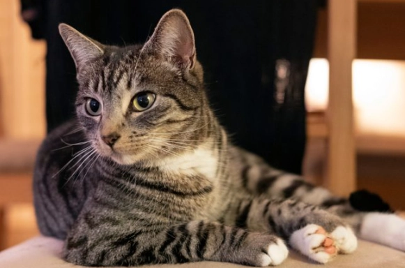 tabby cat personality tabby cat personality