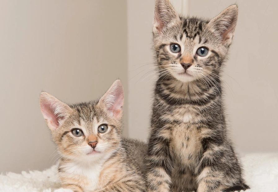 tabby cat personality traits