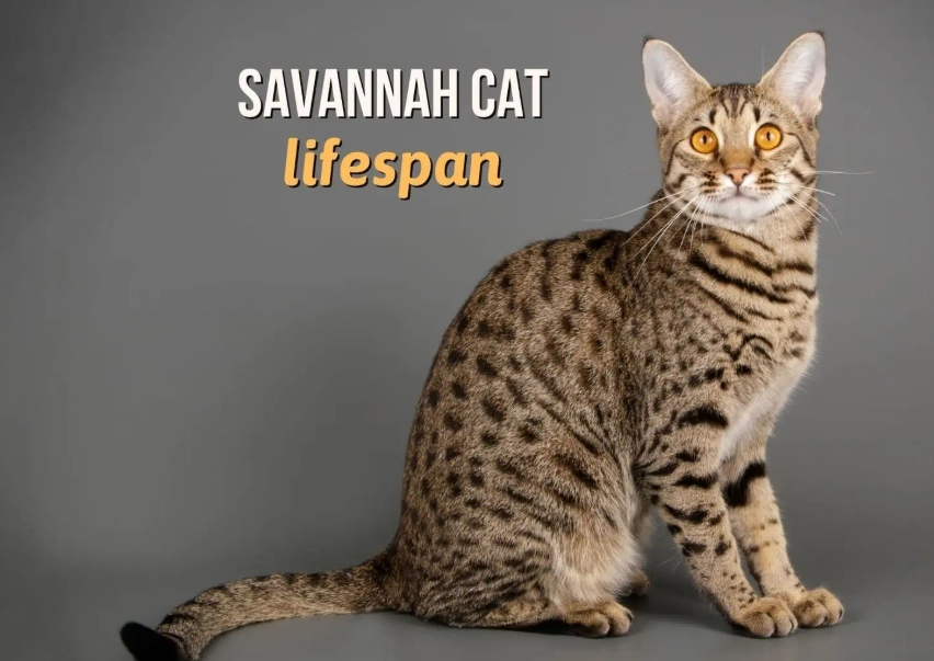 Savannah cat health issues