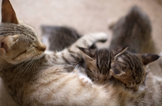 are tabby cats cuddly