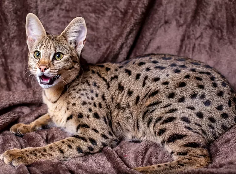 Savannah cat health issues