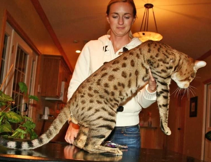 F1 Savannah cat