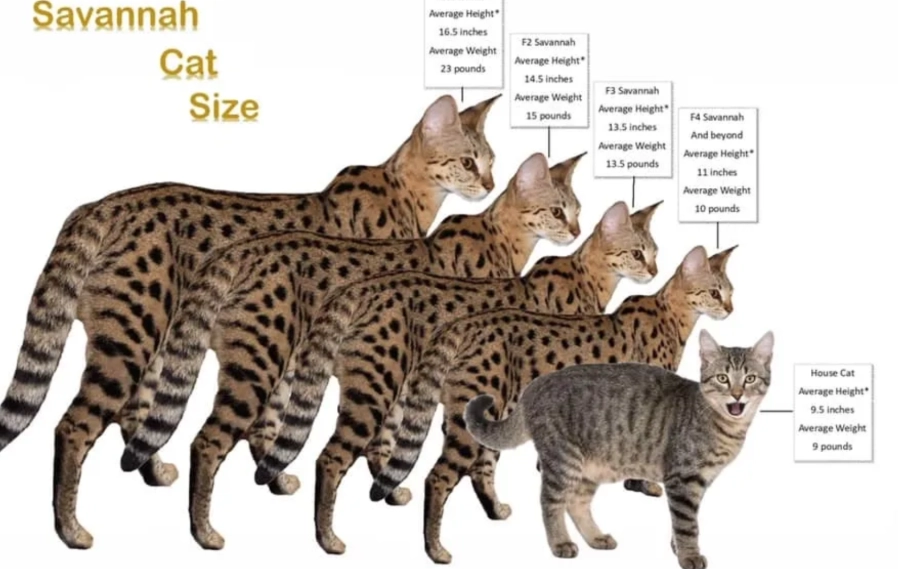F1 Savannah cat size