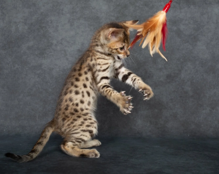 F1 Savannah cat