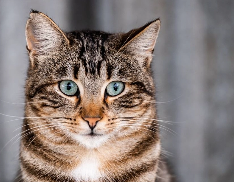 tabby cat patterns tabby cat patterns