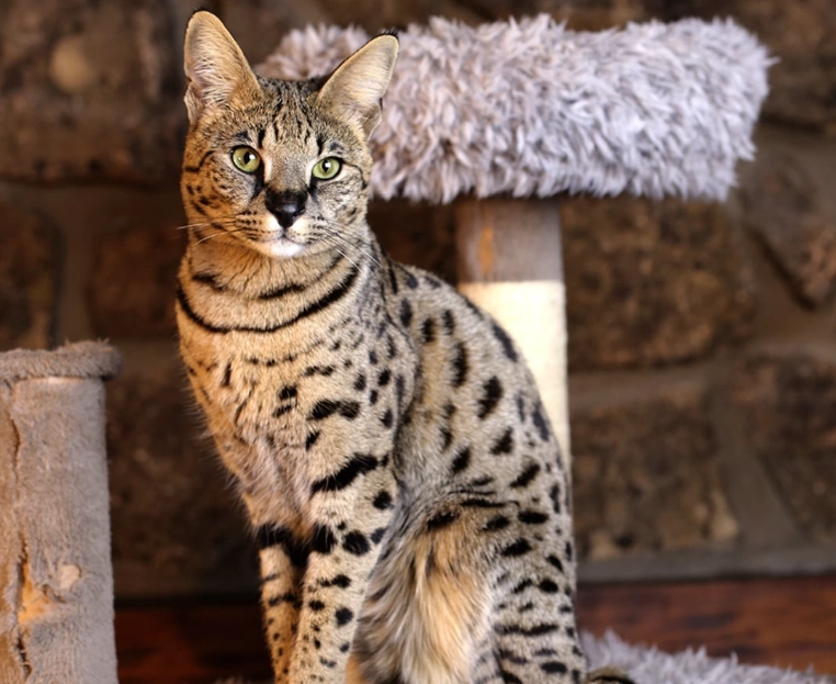 Savannah cat behavior