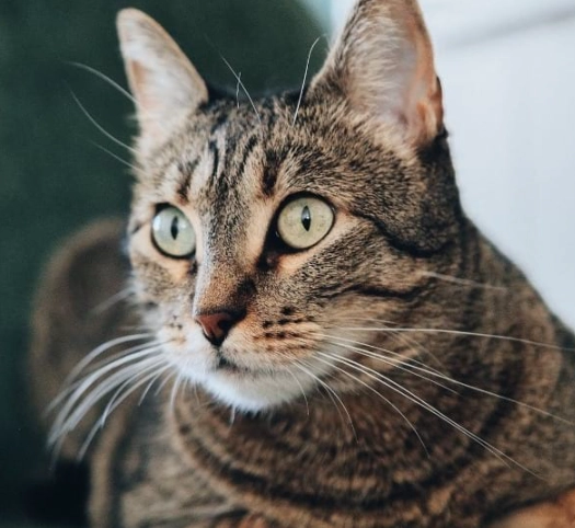 why are tabby cats special why are tabby cats special