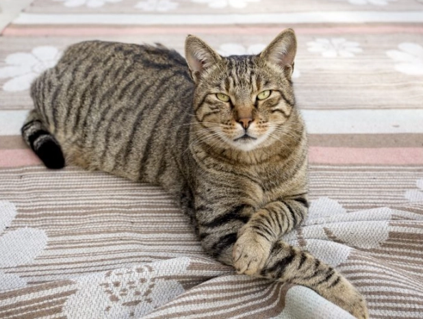 tabby cat personality