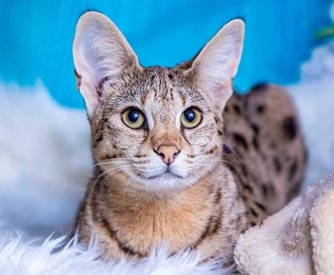 F1 Savannah cat lifespan