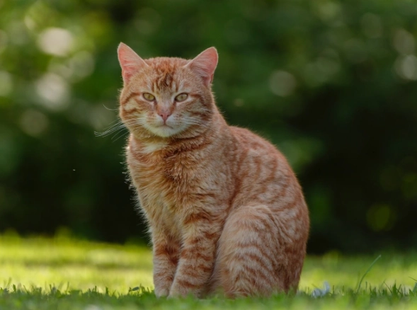 best house cat breeds