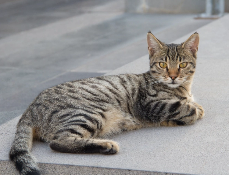 are tabby cats friendly