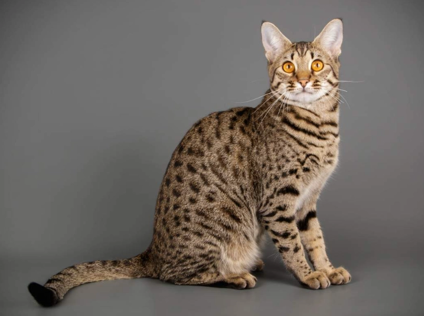 F1 Savannah cat size