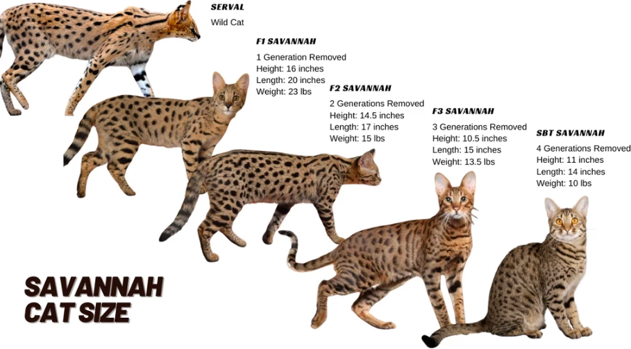 Savannah cat weight