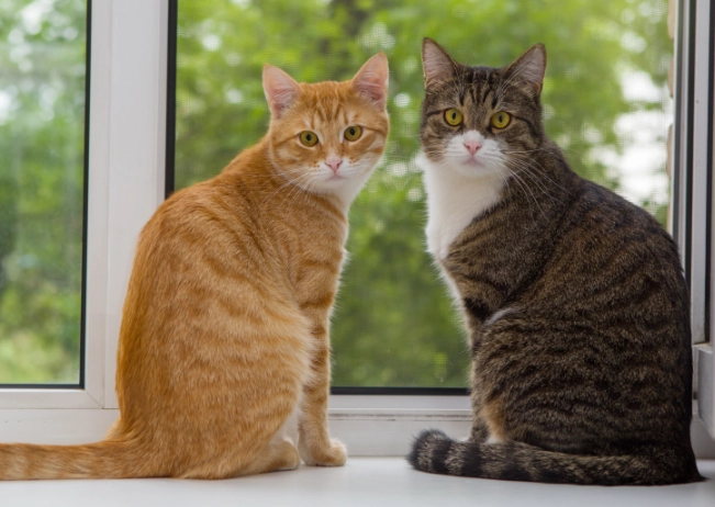 difference between tabby and cat