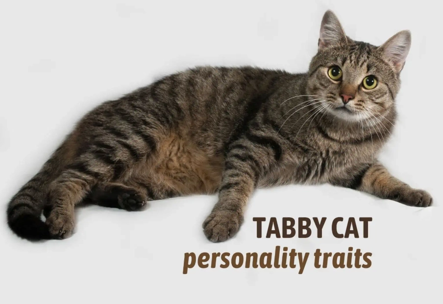 tabby cat personality traits
