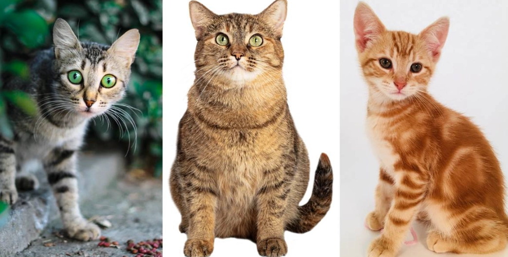 tabby cat vs regular cat