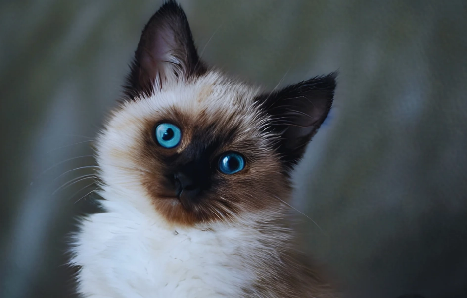 Balinese cat personality