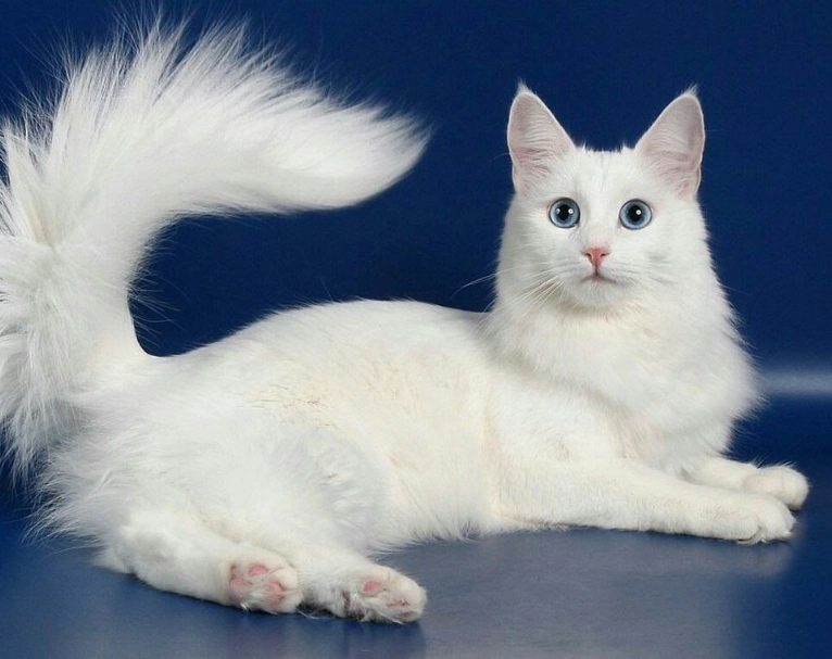 Turkish Angora cat care
