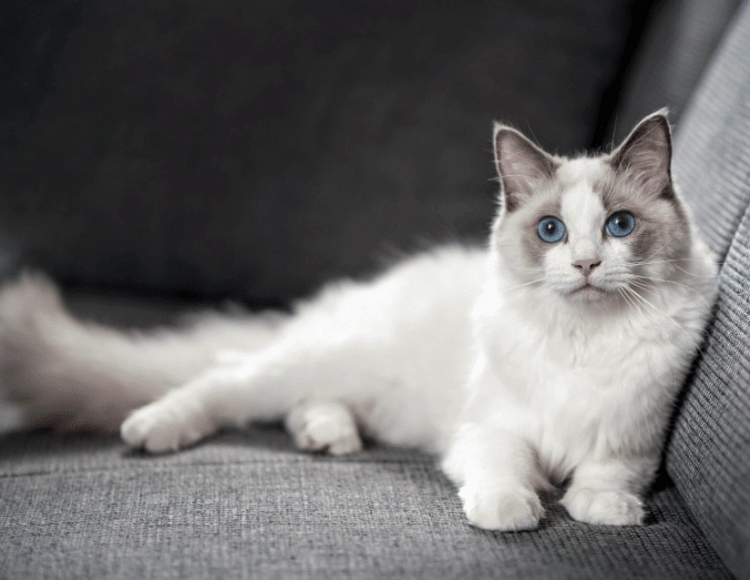 ragdoll cat personality