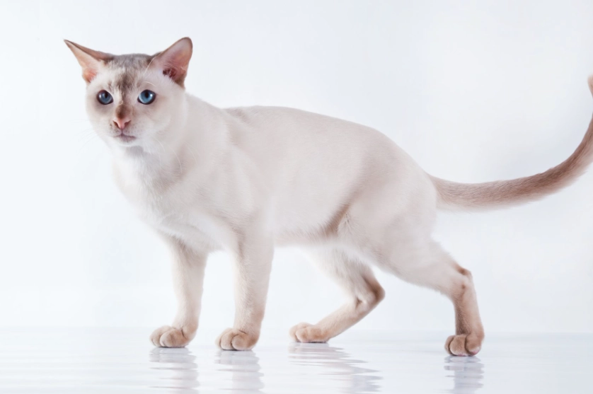 Tonkinese cat personality