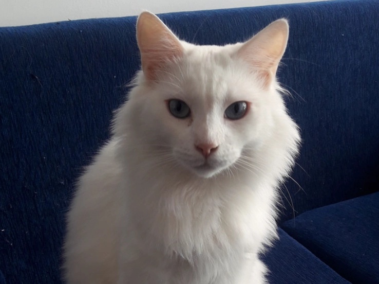 Turkish Angora cat personality