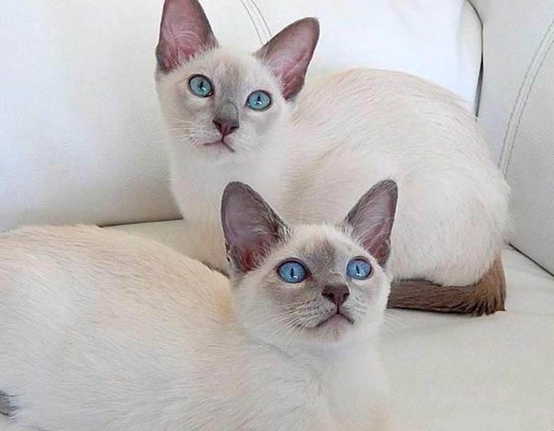 Tonkinese cat care